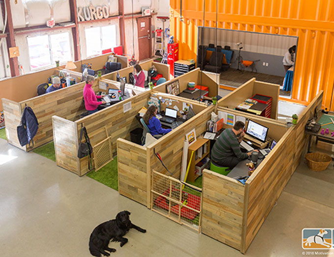 Bring Your Dog to Work